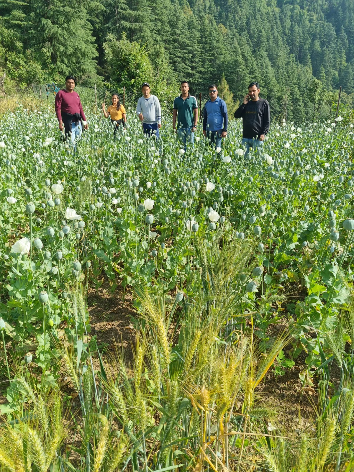 Uttarakhand News : पहाड़ों में डोडा पोस्त की खेती करने वालों के खिलाफ़ पुलिस की बड़ी कार्यवाही