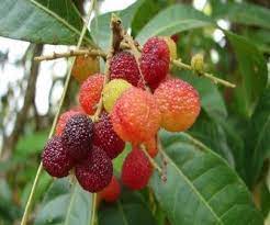 Myrica esculenta : अरे! काफल तो पक गए ,आपने अभी तक नहीं चखे!