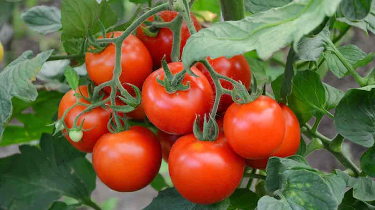 Tomato