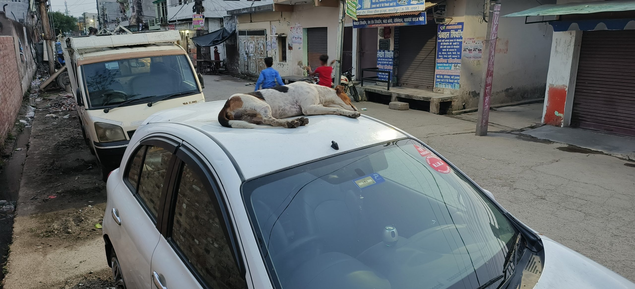 Dog Attack वाहनों पर राज कर रहे आवारा कुत्ते दहशत में काशीपुर की जनता