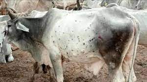 लंपी बीमारी से जनपद मे अभी तक 15 पशुओं की मौत