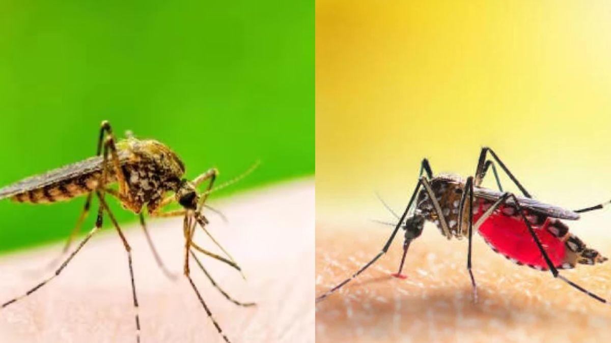 Aedes aegypti : डेंगू