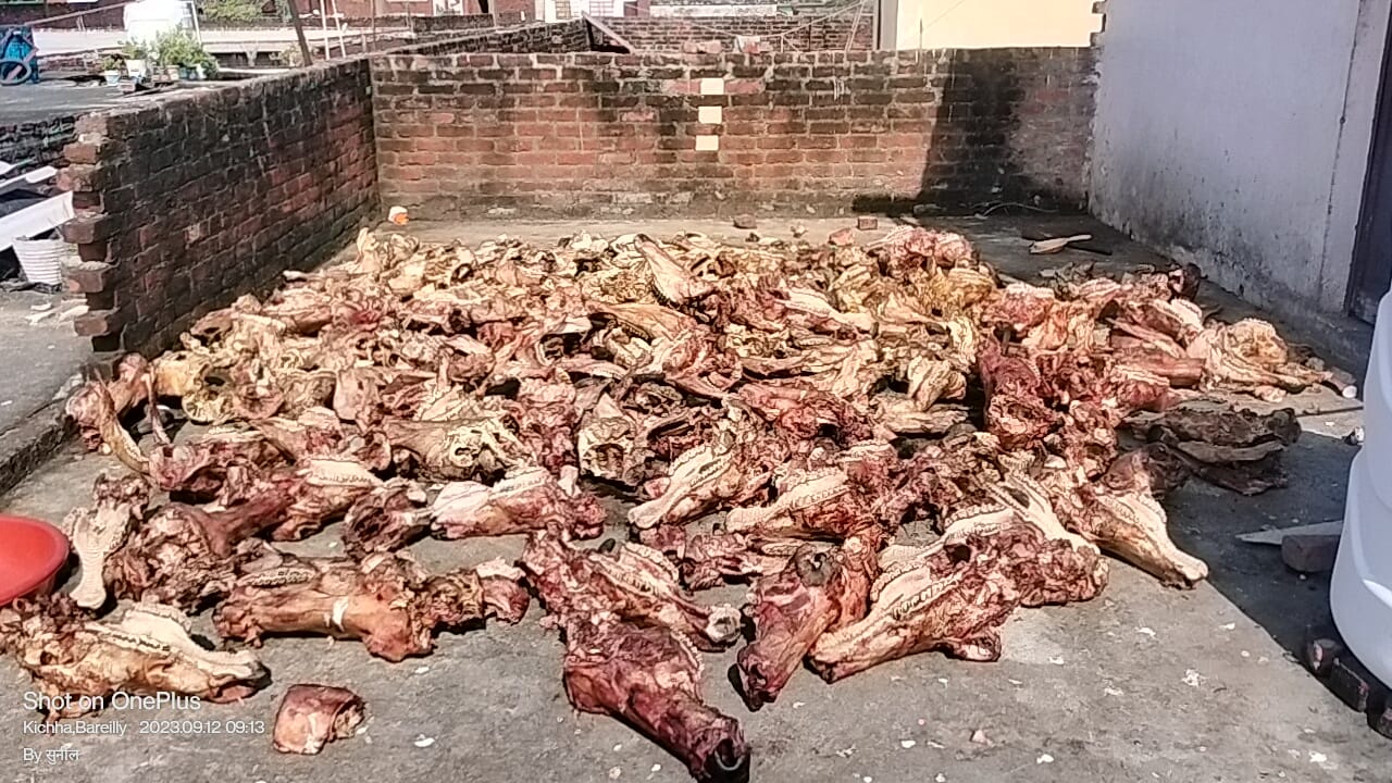 सैकड़ो मवेशियों के कंकाल एक घर में मिलने से हड़कंप