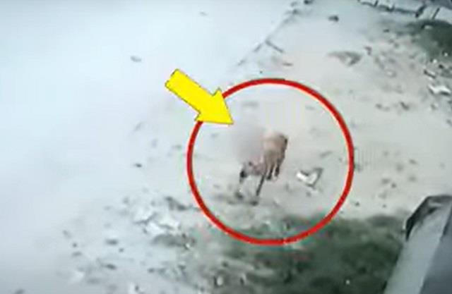 मानवता शर्मसार : भ्रूण को मुंह में डाल सड़कों पर घुम रहा था कुत्ता फैली सनसनी काशीपुर