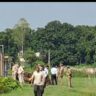 बिग ब्रेकिंग: बिजनौर के अमानगढ़ टाइगर रिज़र्व में शिकारियों ने किया रॉयल बंगाल टाइगर का शिकार, खाल सहित कई गिरफ्तार