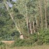 सीएम हेल्पलाइन की शिकायते अधिकारियो के ठेंगे पर मालधन चौड़ के मोहननगर में लकड़ी माफियाओं का बोलबाला, सिंचाई विभाग की नाकामी उजागर