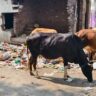 काशीपुर में आवारा पशुओं का बढ़ता आतंक, नगर निगम की व्यवस्था पर उठे सवाल