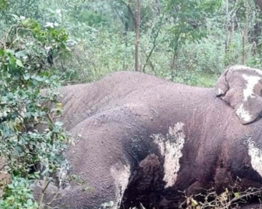 क्या तराई के रक्षकों की लापरवाही ने ली ‘गजराज’ की जान? तिलपुरी के जंगलों में खामोश हुई एक गूँज