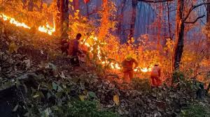 Uttarakhand Forest Fire: घर बचाने गई महिला जिंदा जली, आग बुझाने निकला फायर वाचर भी खाई में गिरा; दो दर्दनाक मौतों से दहला उत्तराखंड
