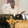 सीएम के कार्यक्रम के बाद सख्त हुआ प्रशासन, 59,400 रुपये का जुर्माना, छुट्टा पशु छोड़ने वालों पर कसा शिकंजा, 25 जून से अब तक चलाए गए अभियान में पशु पकड़कर मालिकों पर कार्रवाई, बिना टैग वाले पशु छोड़ने पर ये सख्त चेतावनी