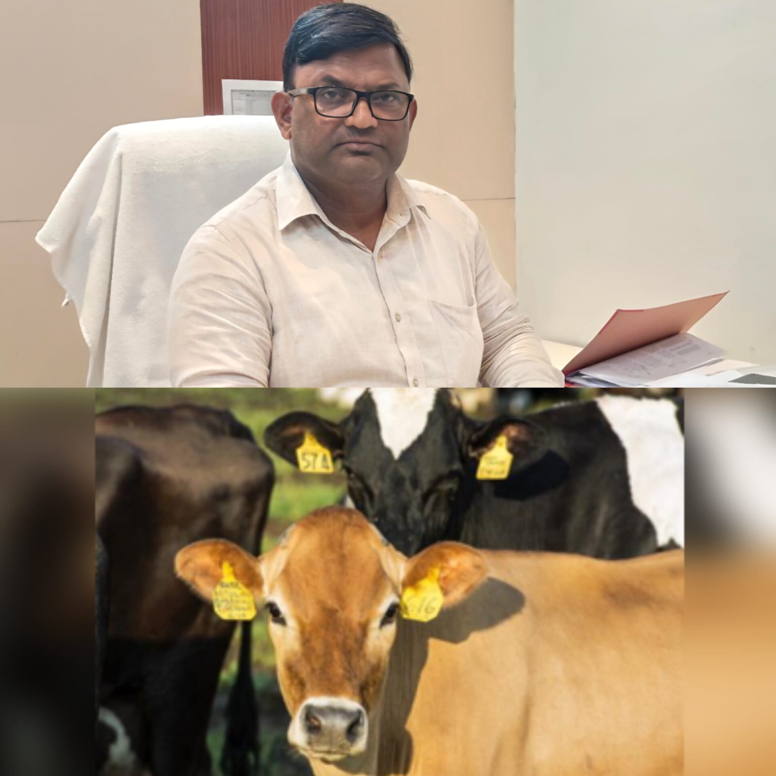 सीएम के कार्यक्रम के बाद सख्त हुआ प्रशासन, 59,400 रुपये का जुर्माना, छुट्टा पशु छोड़ने वालों पर कसा शिकंजा, 25 जून से अब तक चलाए गए अभियान में पशु पकड़कर मालिकों पर कार्रवाई, बिना टैग वाले पशु छोड़ने पर ये सख्त चेतावनी