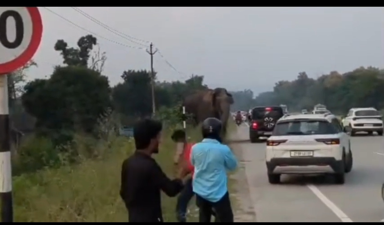 हरिद्वार में हाईवे पर अचानक आ गया गजराज: थार पर किया हमला, थम गई गाड़ियों की सांसें!