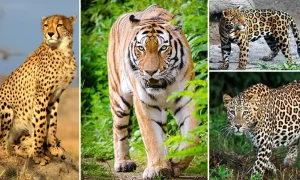 Jim Corbett National Park