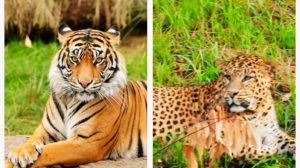 Jim Corbett National Park