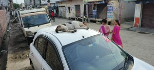 Dog Attack वाहनों पर राज कर रहे आवारा कुत्ते दहशत में काशीपुर की जनता