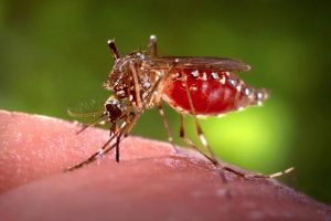 Aedes aegypti : डेंगू का प्रकोप 