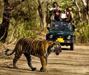 Gim Corbett National Park