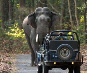 Gim Corbett National Park